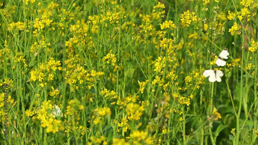 Golden yellow rapeseed flowers swaying in the breeze, a kaleidoscope of Cabbage white butterflies fluttering around and pollinating the flowers, close up shot showcasing the beauty of nature. Golden yellow rapeseed flowers swaying in the breeze, a kaleidoscope of Cabbage white butterflies fluttering around and pollinating the flowers, close up shot showcasing the beauty of nature.