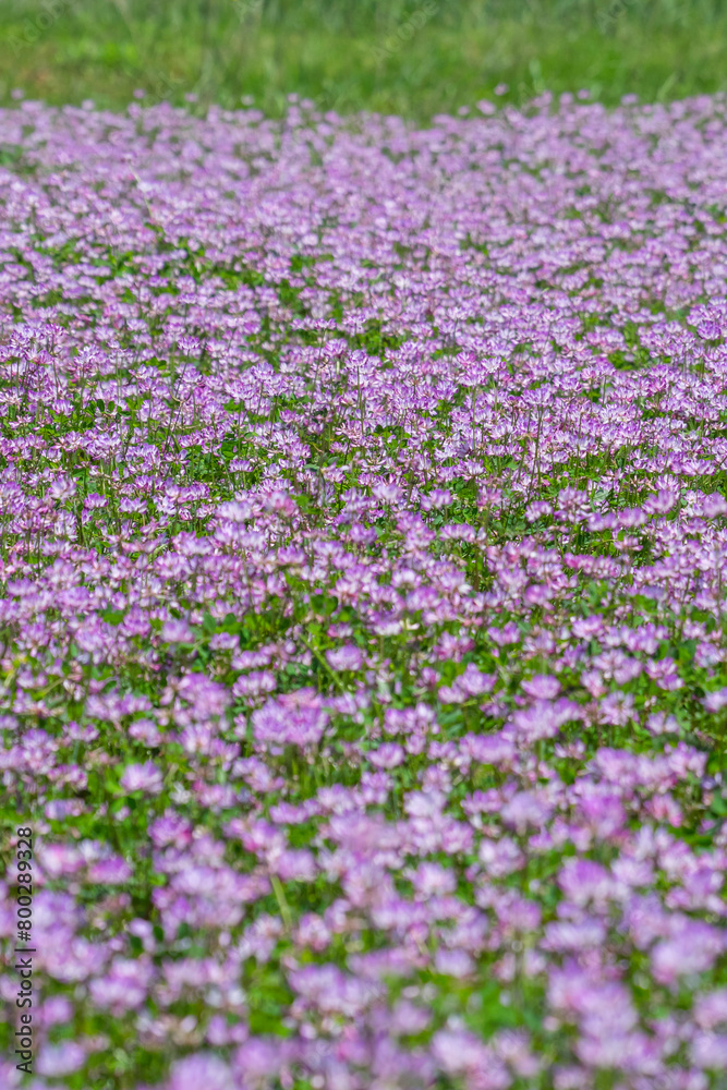 Naklejka premium 一面に咲いた蓮華の花