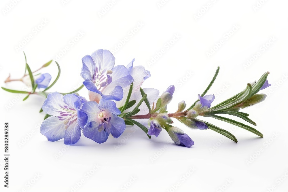 Fototapeta premium Rosemary sprig isolated on white background with flowers