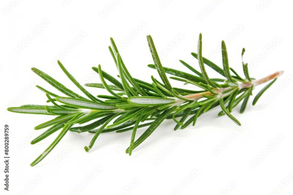 Fototapeta premium Rosemary sprig on white background