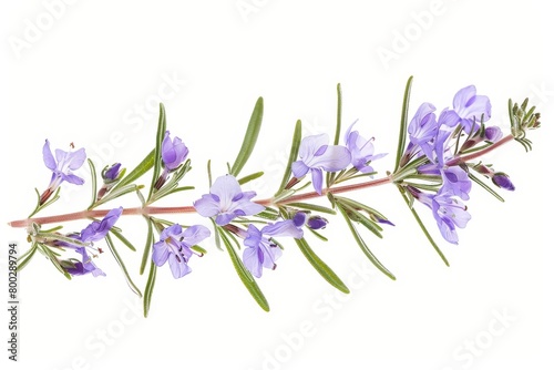 Rosemary sprig with flower isolated on white background