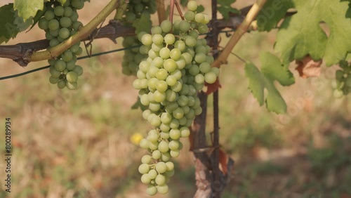 Wallpaper Mural Green Grapes On The Vine At Piedmont Vineyard In Italy. - closeup shot Torontodigital.ca