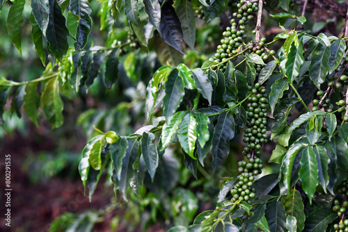 Branches with unripe green coffee fruits