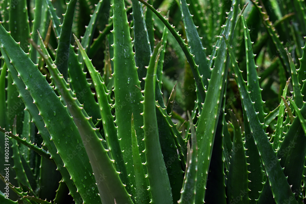 Background of Aloe Vera plants Background of Aloe Vera plants