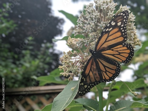 A close-up of a monarch butterfly on a milkweed plant in the summer