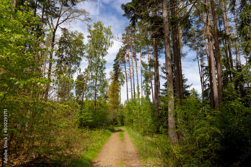 Fototapeta premium Forest road in South Czechia.