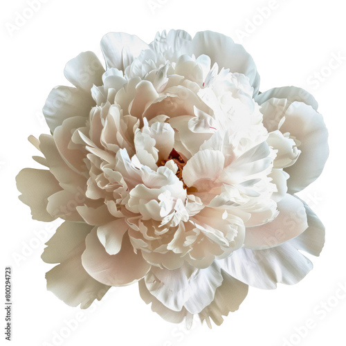 white carnation flower isolated on white background © Coffee Cafe Lover