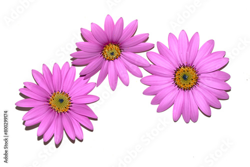 Pink African Daisy Flower with Petals on a White Background