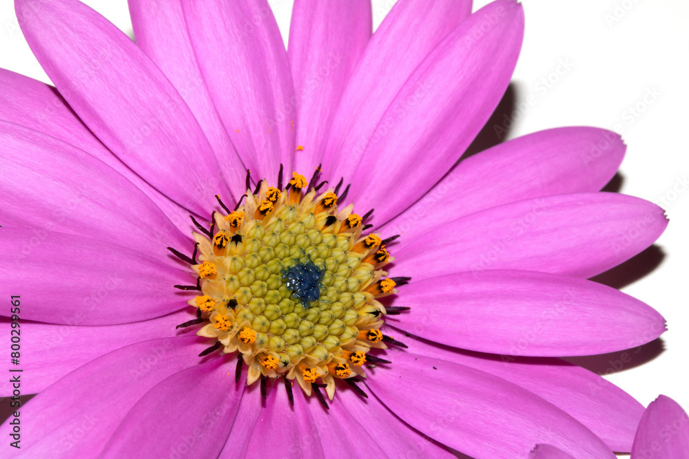 Pink African Daisy Flower with Petals on a White Background Pink African Daisy Flower with Petals on a White Background
