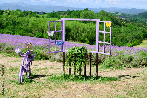 Lavender garden decorated with old wooden frames and bicycle, Sale San Giovanni, Piedmont, Italy