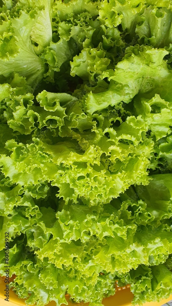 fresh lettuce leaves fresh lettuce leaves