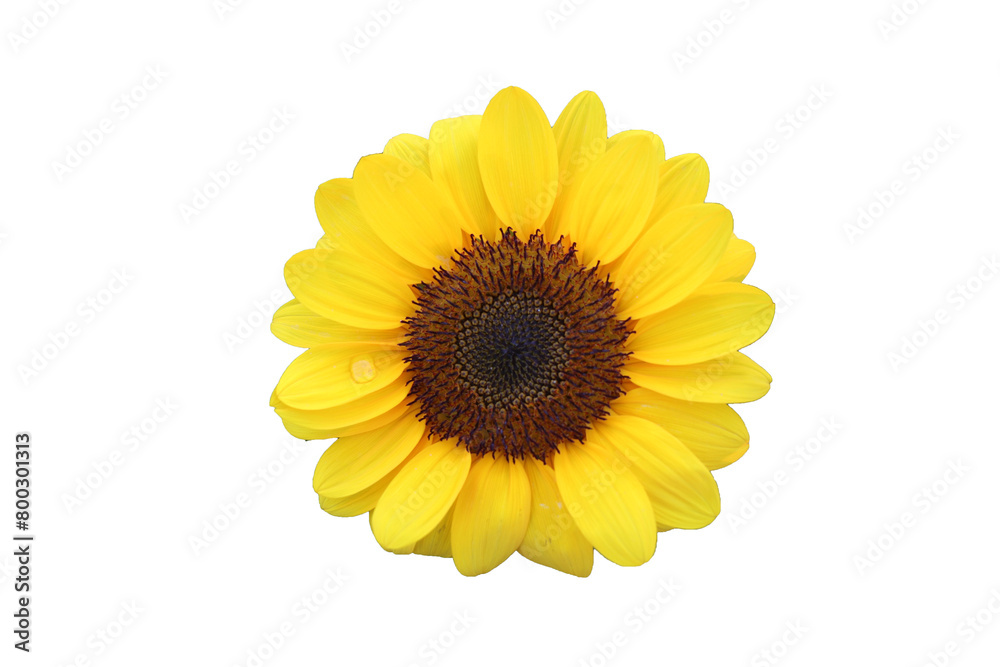 sunflower isolated on white background sunflower isolated on white background