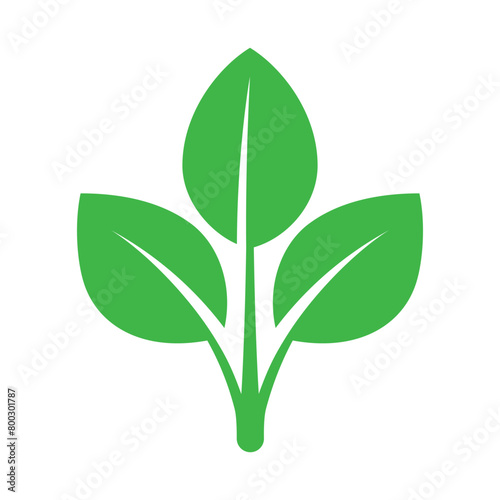 Three Green Leaves Plant