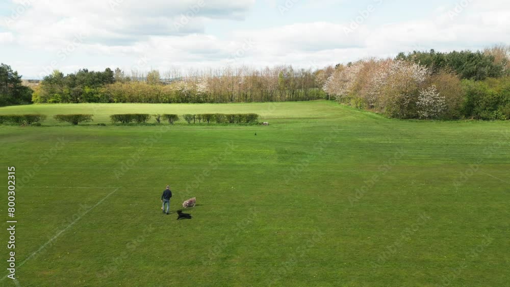 Pet exercise, leisure, recreation, green grass field, trees and foliage Pet exercise, leisure, recreation, green grass field, trees and foliage