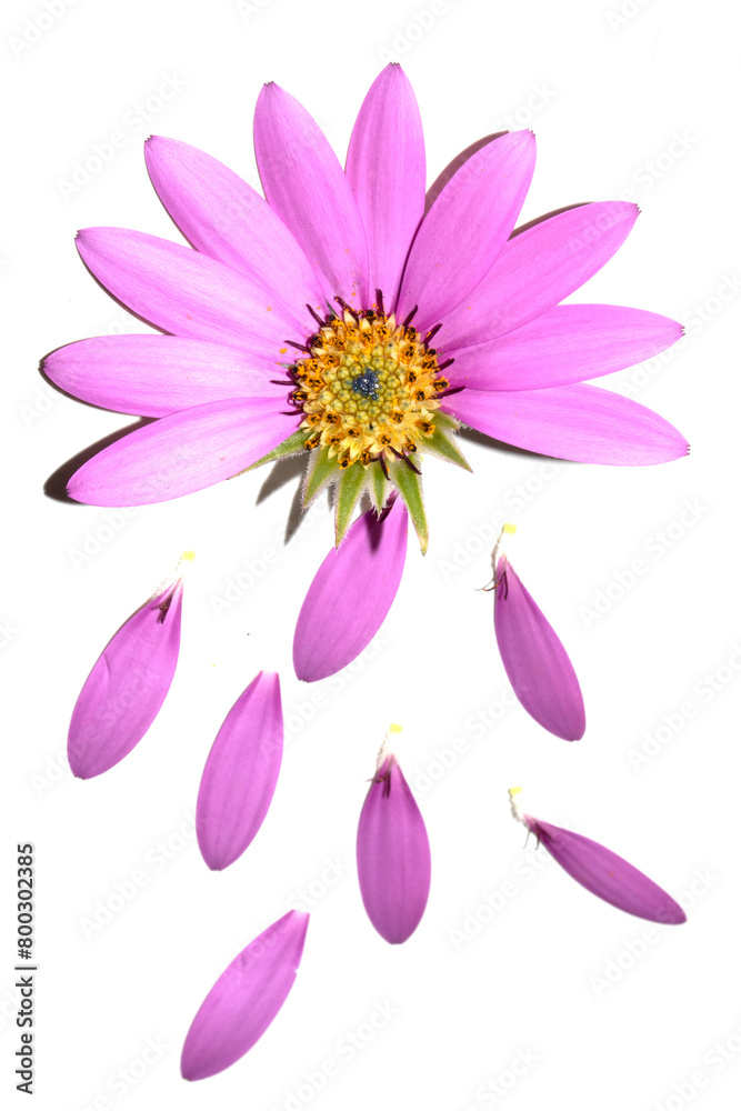 Obraz premium Pink African Daisy Flower with flying falling Petals on White Background
