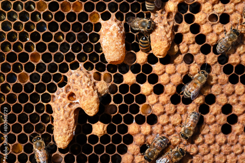 Four honey bee queen cells on a frame of brood