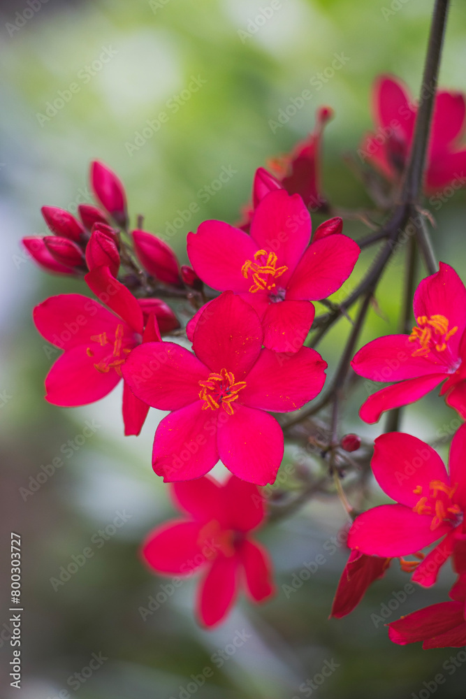 pink flowers pink flowers