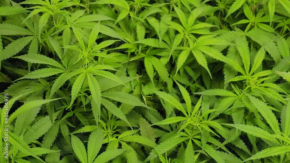 cannabis plants cultivation zoom in into hemp leaves background cannabis plants cultivation zoom in into hemp leaves background