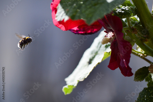 Bumblebee flying in front of mallow flower photo