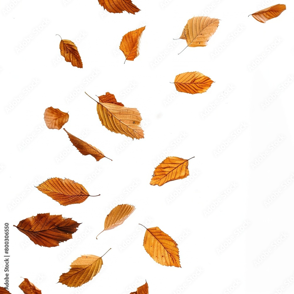 Multicolored autumn leaves of various trees falling down
