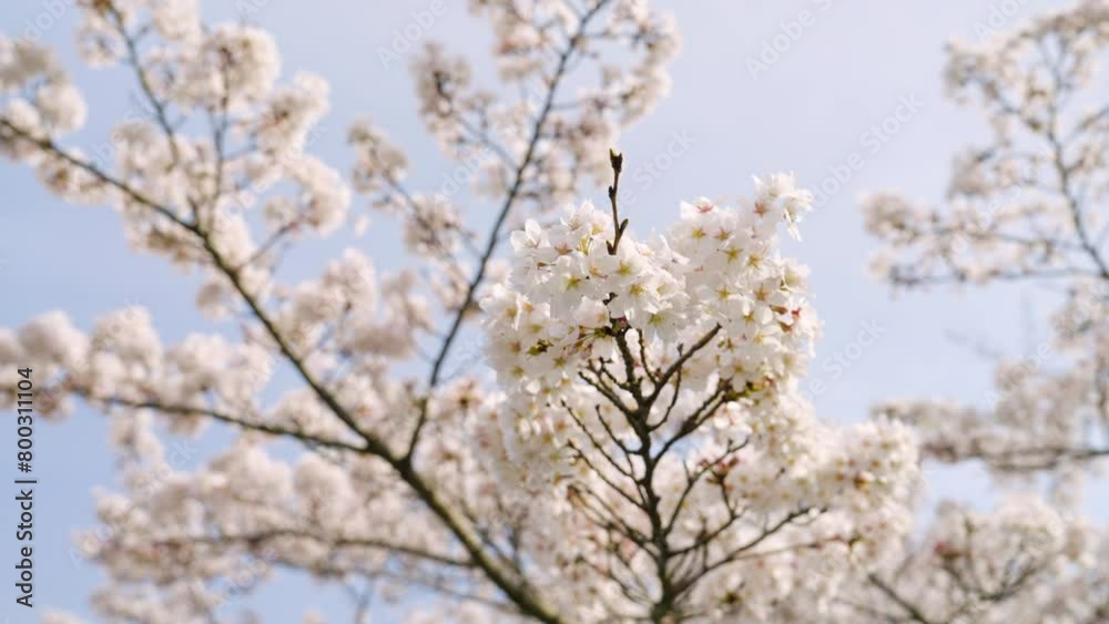 Blooming Cherry Blossoms On Tsubosaka-dera Temple In Takatori, Japan. Low Angle Shot Blooming Cherry Blossoms On Tsubosaka-dera Temple In Takatori, Japan. Low Angle Shot
