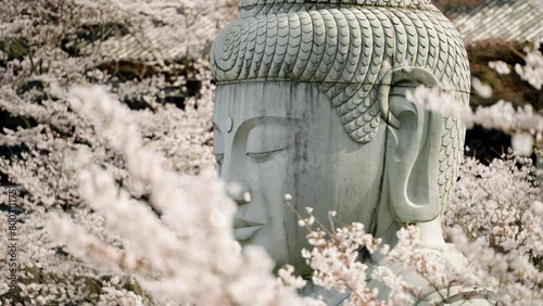 Giant Buddha Statue Surrounded By Cherry Blossoms In The Tsubosaka-dera Temple In Takatori, Japan. Close-up Shot
 photo