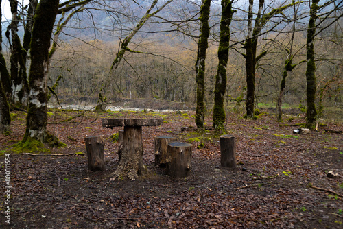 A forest landscape in spring