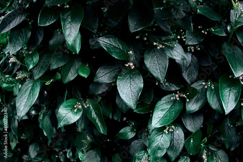 Green leaves of evergreen bush close up as dark floral botanical natural background pattern wallpaper backdrop, Cotoneaster lucidus, the shiny cotoneaster, or hedge cotoneaster, medium-sized shrub photo