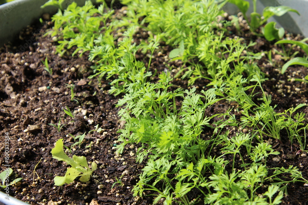container garden carrot seedlings spring warm soil container garden carrot seedlings spring warm soil