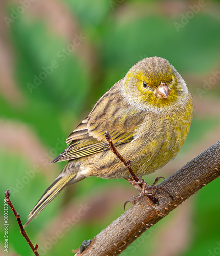 Atlantic canary, (Serinus canaria), on a branch, in Tenerife, Canary islands