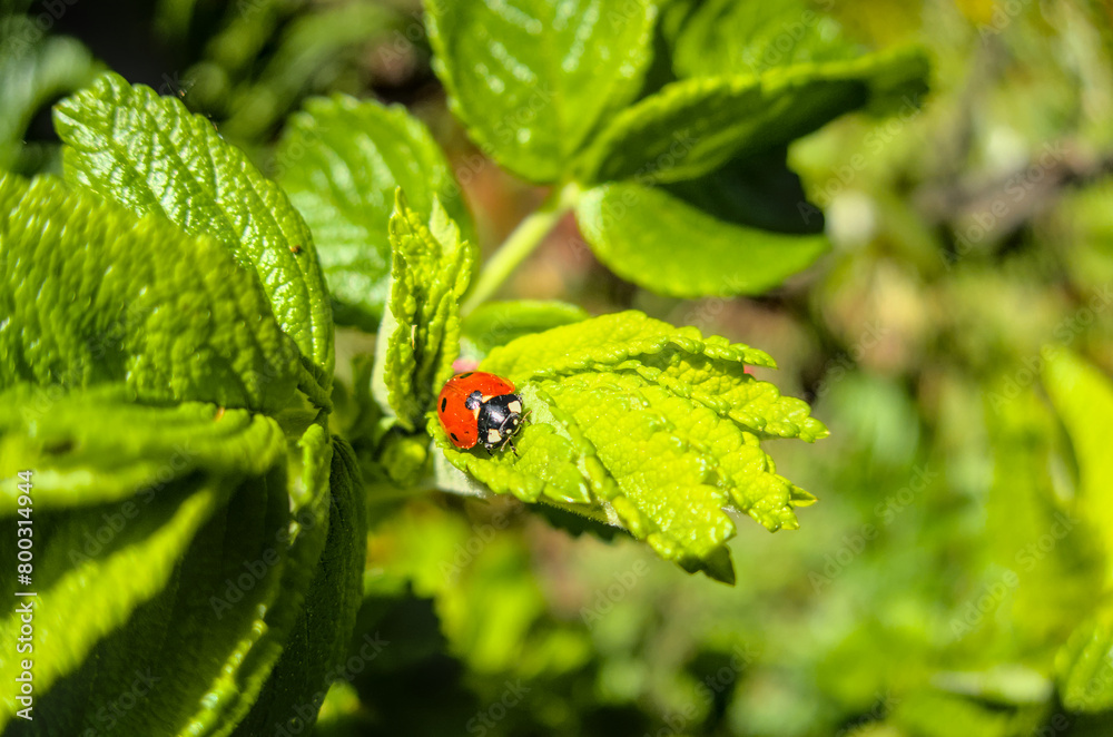 little red ladybug sitting on green leaf close up in sun light during sunny day little red ladybug sitting on green leaf close up in sun light during sunny day