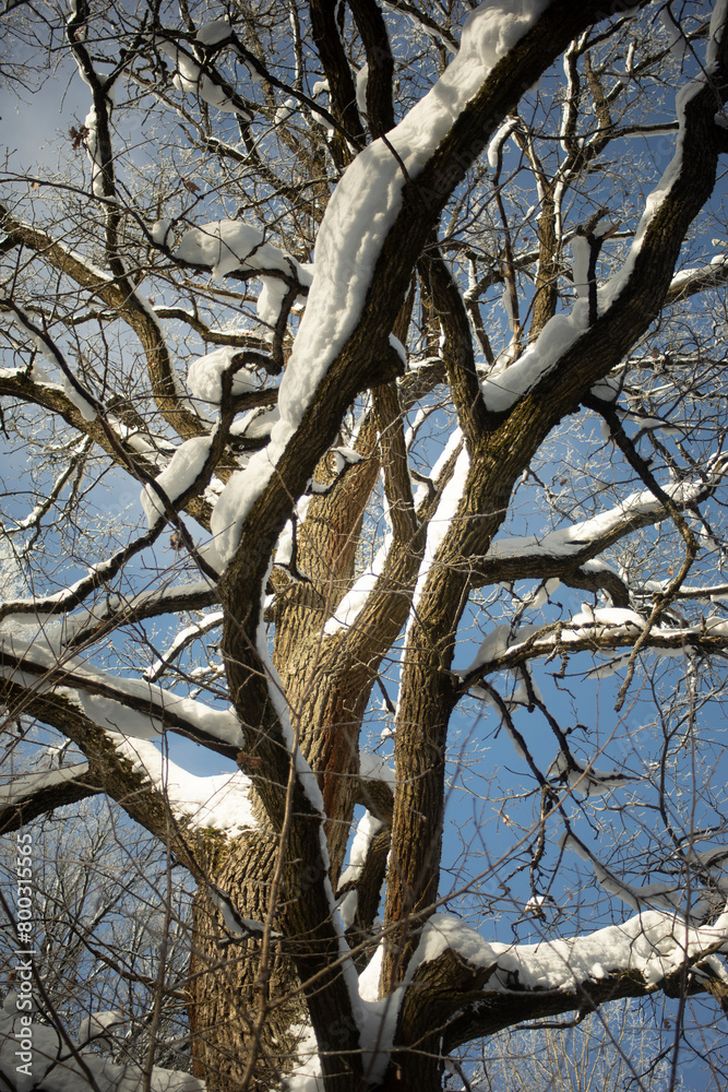Oak in the snow. Tree in winter. Large branches. Oak in the snow. Tree in winter. Large branches.