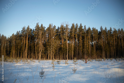 Snowy field. Winter morning in the forest. Snowdrifts in nature.