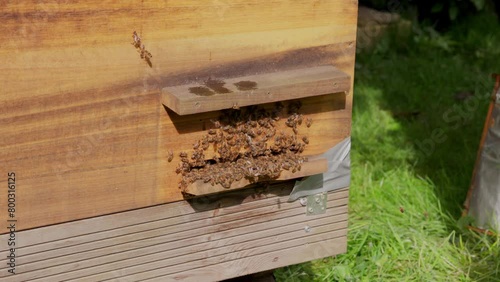 Beekeeping hive, pollination, ecosystem health, insect swarm, slow motion photo