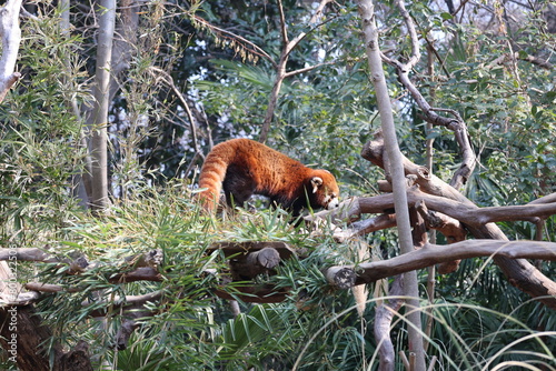 red panda eating bamboo photo
