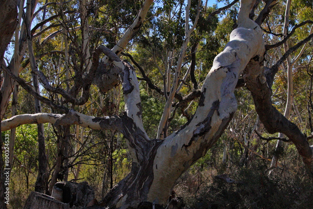 Australian gum tree in a lush forest setting Australian gum tree in a lush forest setting