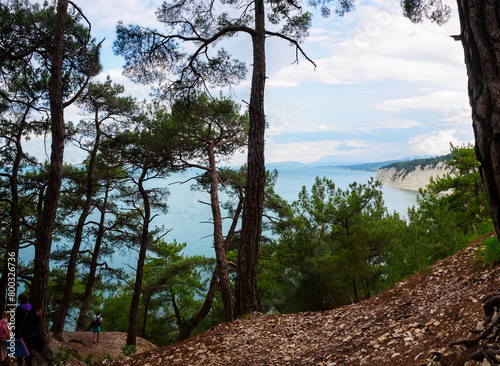 Sea view from the cliff and pine forest