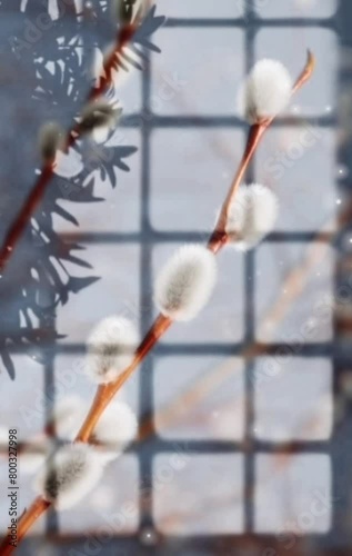 buds of willow. verba flowers. palm sunday. shadows and silhouette. 