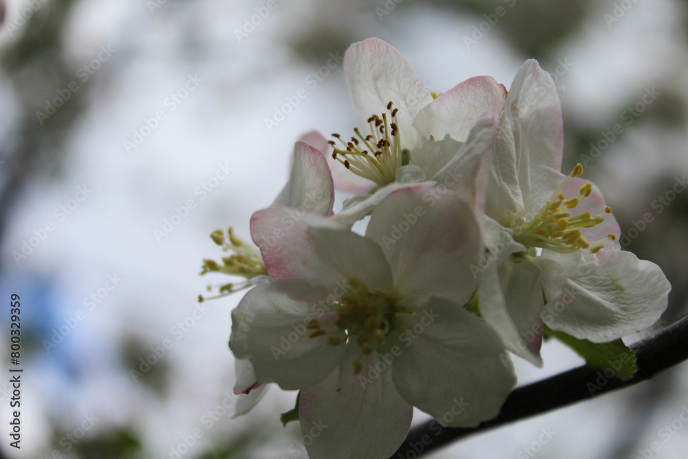 close up of blooming apple tree with white flowers. spring season close up of blooming apple tree with white flowers. spring season