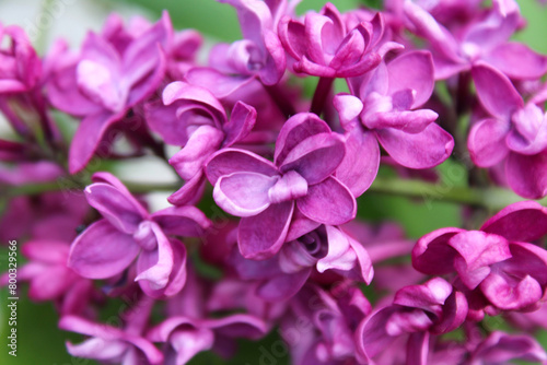 flowers, floral background, beautiful purple lilac flowers isolated close up 