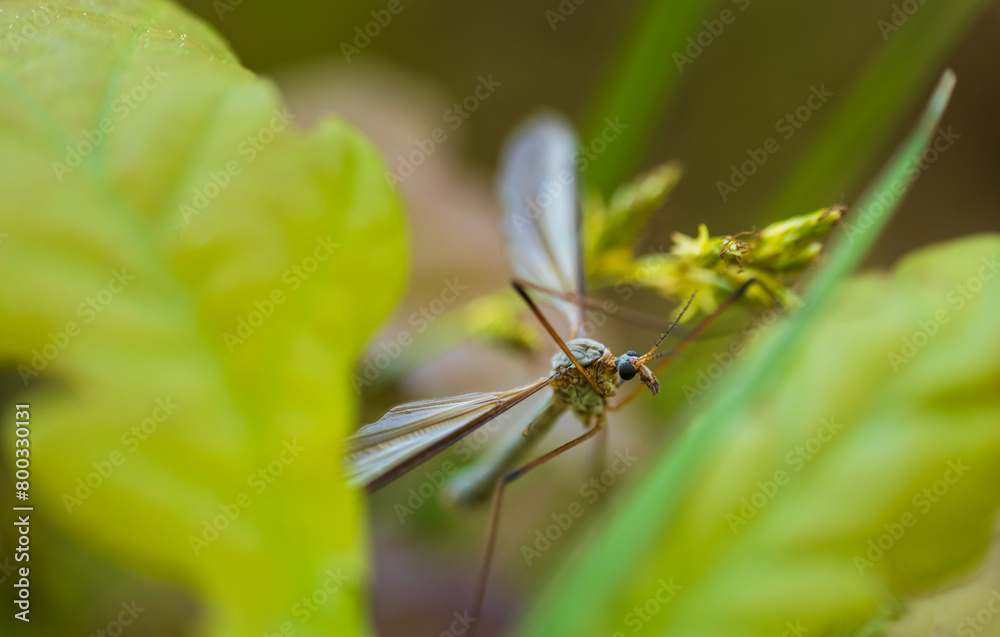 Fototapeta premium Large cranefly, tipula maxima insect sitting on leaf. Macro animal background