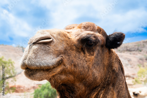 A camel with a big smile on its face. The camel is brown and has a long nose © AlbertoRodriguez