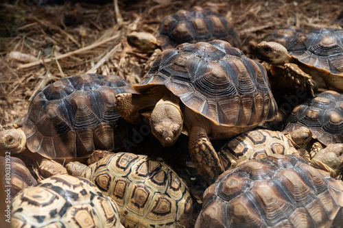 A group of turtles are laying on the ground. The turtles are of different sizes and colors. The scene is peaceful and calm