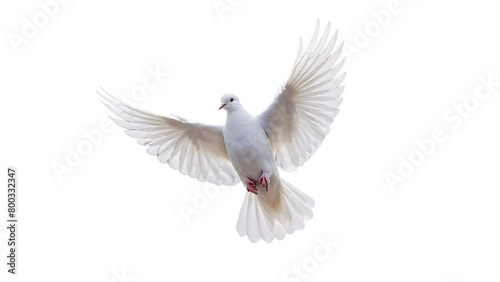 white dove flying isolated on white background