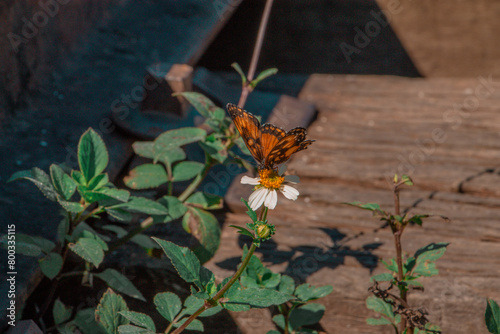 butterfly, insect, nature, flower, summer, animal, orange, macro, wings, fly, garden, beauty, spring, grass, wing, beautiful, fauna, small, closeup, wildlife, flowers, plant, tortoiseshell, yellow, mo