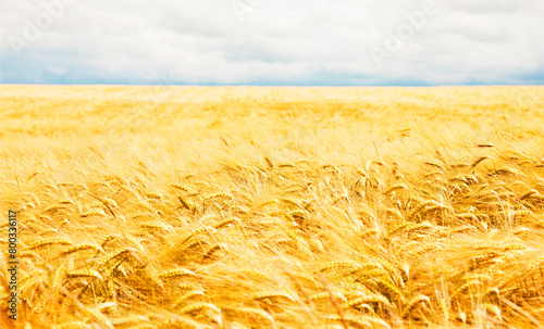 Weizenfeld mit goldenen reifen Ähren