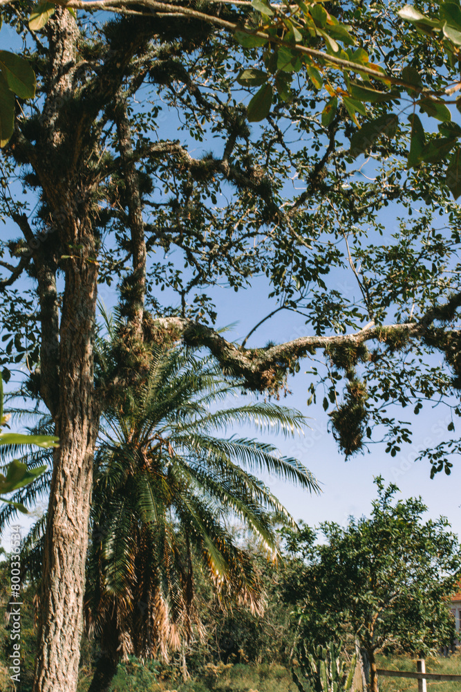 tree, palm, sky, nature, tropical, coconut, trees, green, summer, beach, travel, leaves, forest, plant, island, palms, landscape, flora, pine, vacation, branch, blue, outdoors, sea, palm tree tree, palm, sky, nature, tropical, coconut, trees, green, summer, beach, travel, leaves, forest, plant, island, palms, landscape, flora, pine, vacation, branch, blue, outdoors, sea, palm tree