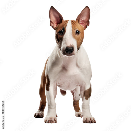Bull terrier dog stand isolated on white background.
