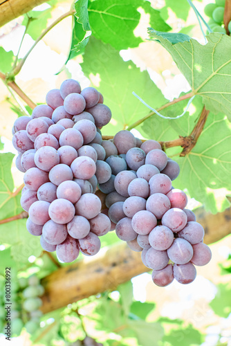 Cachos de uvas tipo Niagara