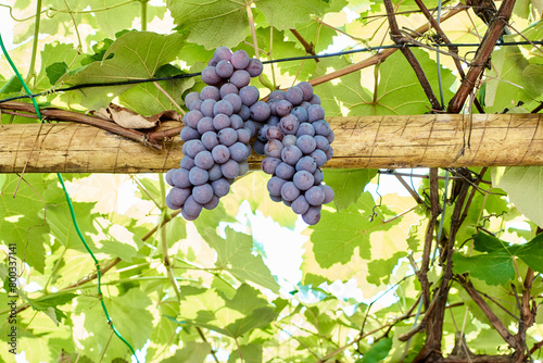 Cachos de uvas tipo Niagara photo